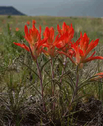 Castilleja integra